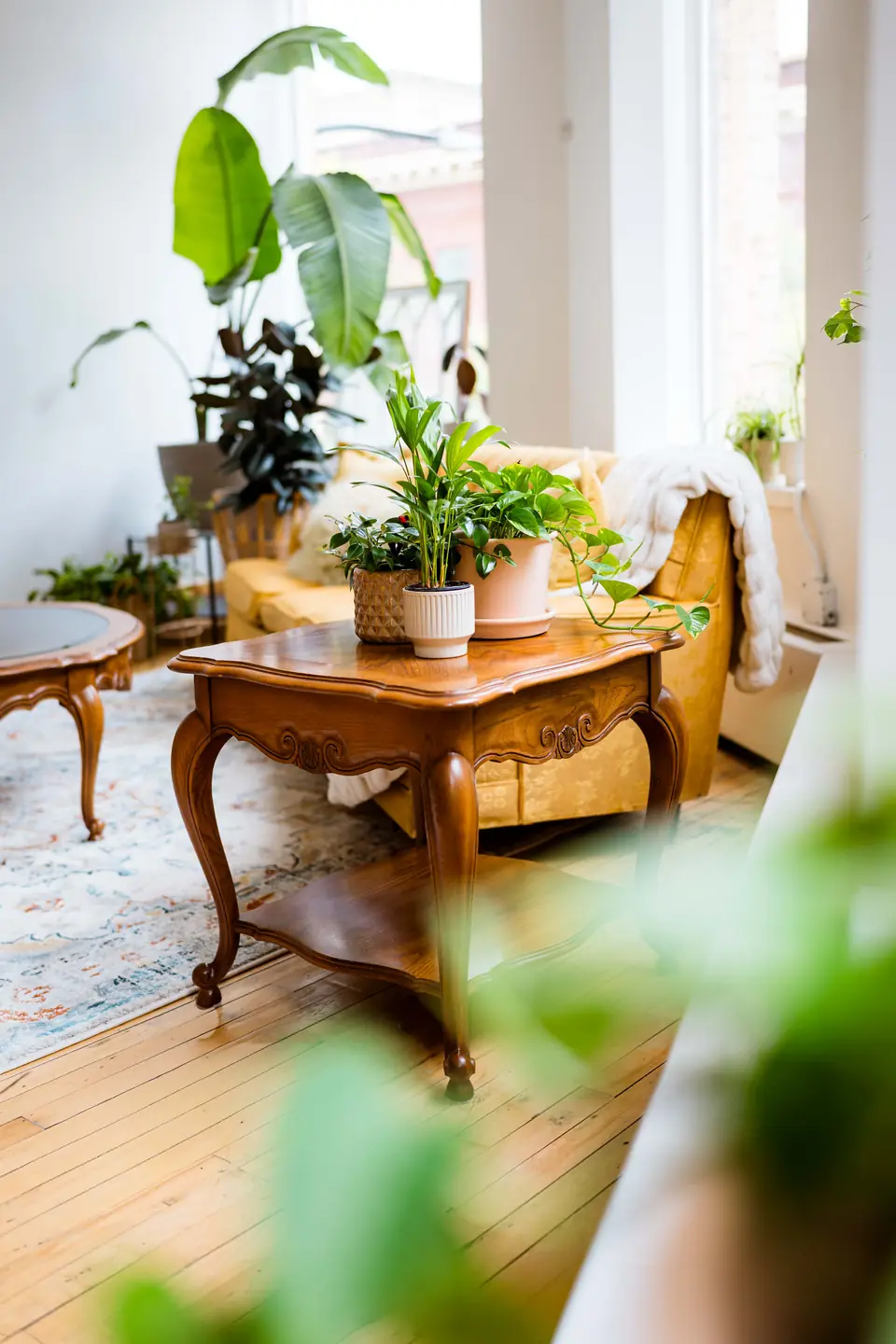 Antique coffee table and plants in the lounge corner by the windows